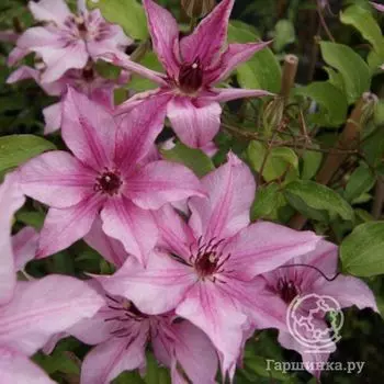Клематис Изабелла