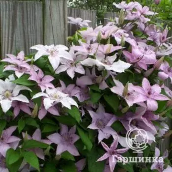 Клематис Этоль Накри крупноцветковый (2)