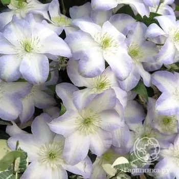 Клематис Юкикомаши