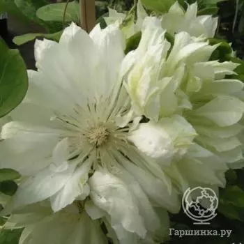 Клематис Юкиокоши (2)