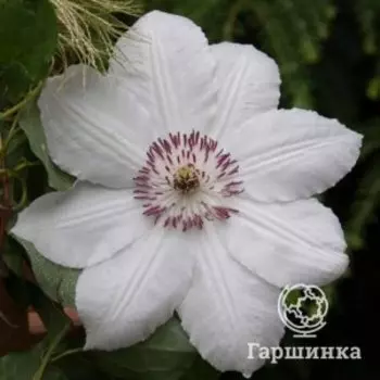 Клематис Королева Ядвига крупноцветковый (2)