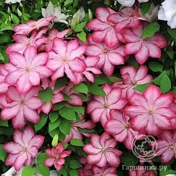 Клематис Либерти (2)