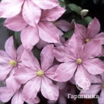 Клематис Мадам Барон Вейлард крупноцветковый (3)