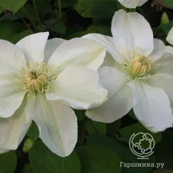 Клематис Мэри Клэр