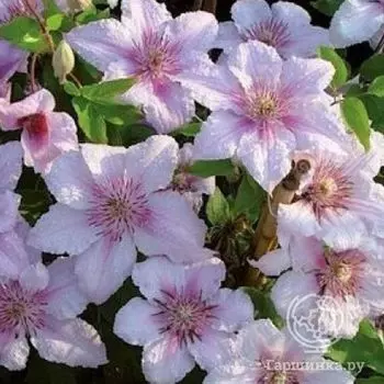 Клематис Мармори (3)