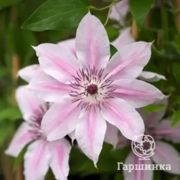 Клематис Мать Седлиска крупноцветковый (2)