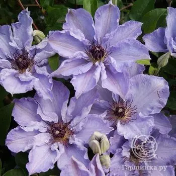 Клематис Миосотис (2)