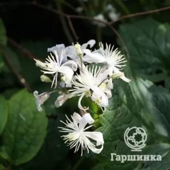 Клематис Мистер Роберт Брайдон (3)