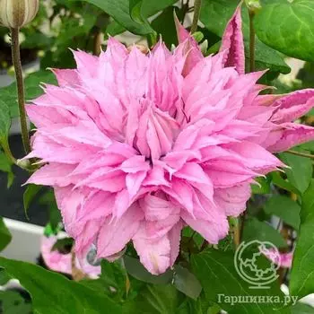 Клематис Мульти Пинк