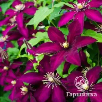 Клематис Полония Реститута крупноцветковый(2)
