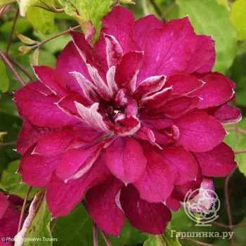 Клематис Ред Пэшн