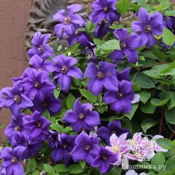 Клематис Сему (3)