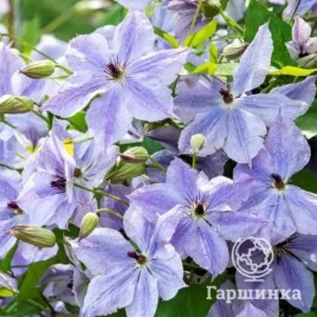 Клематис Скайфолл крупноцветковый (3)