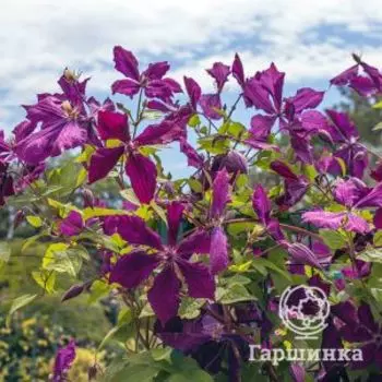 Клематис Содерталье (3)