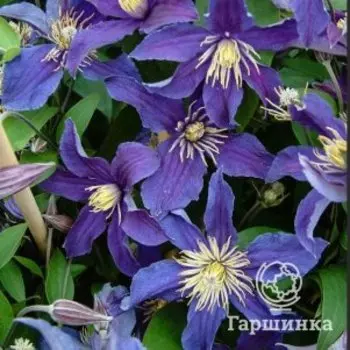 Клематис Соу Мени Блю Флаурс (2)