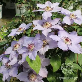 Клематис Стил Ватерс