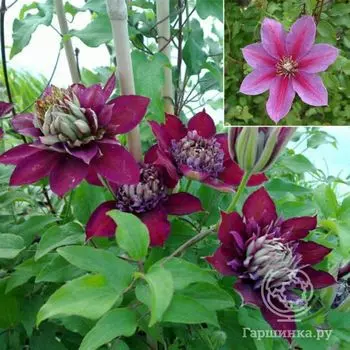 Клематис Темптейшн (2)