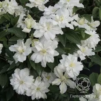 Клематис Уайт Арабелла (3)