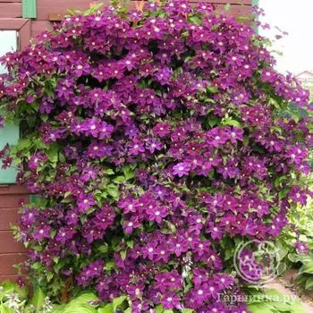 Клематис Варшавска Найк крупноцветковый (2)