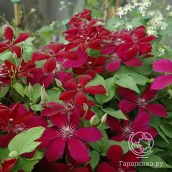 Клематис Вестерплатте крупноцветковый (2)