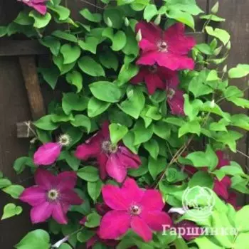 Клематис Вестерплатте крупноцветковый (2)