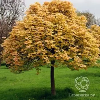 Клен Бриллиантиссимум на штамбе 120см