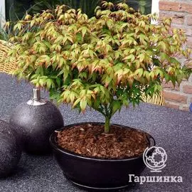 Клен Литл Принцесс