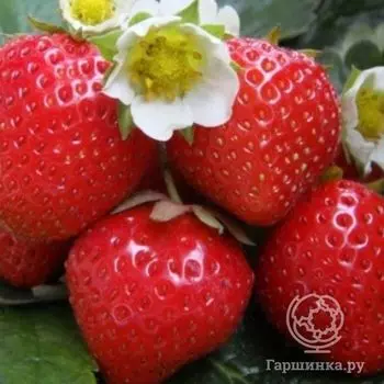 Клубника Фигаро