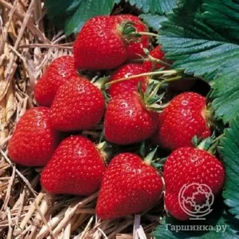 Клубника Флоренс 3шт