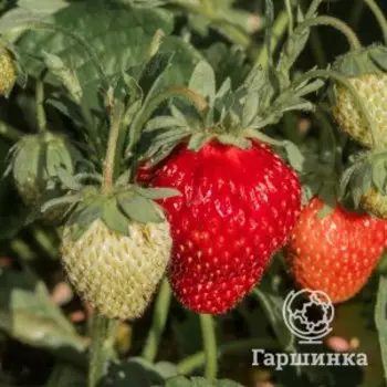 Клубника Квин Элизабет