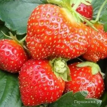 Клубника Мара де Буа ремонтантная 3шт