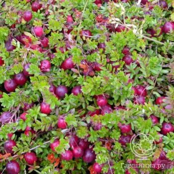 Клюква Пилигрим крупноплодная