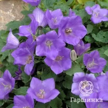 Колокольчик Клипс Блю карпатский