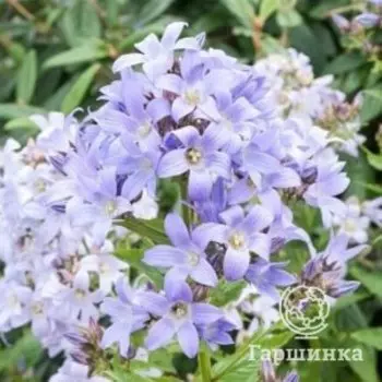 Колокольчик молочноцветковый Причардз Вэраети