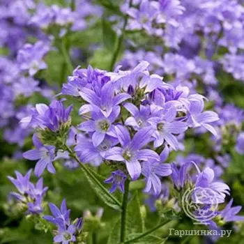 Колокольчик молочноцветковый Причардз Вэраети