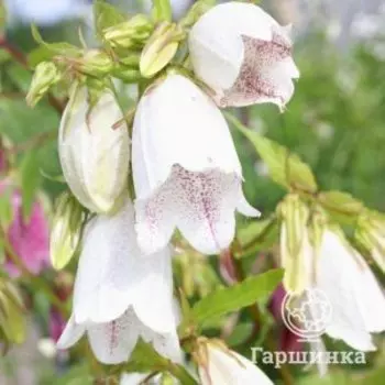 Колокольчик точечный