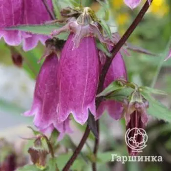 Колокольчик точечный Вайн ин Рубис