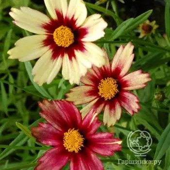 Кореопсис Ред Шифт