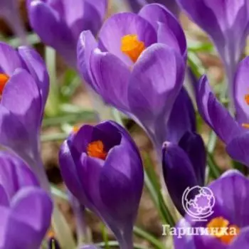 Крокус Блю Оушн крупноцветковый 5 шт