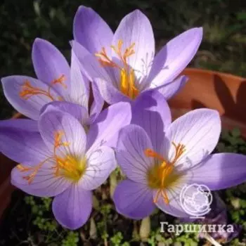 Крокус Конкерор 10 шт