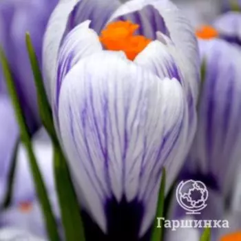 Крокус Пиквик 5 шт