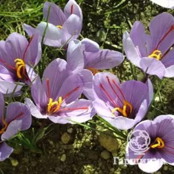 Крокус Сативус 10 шт