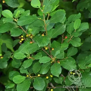 Крушина ломкая