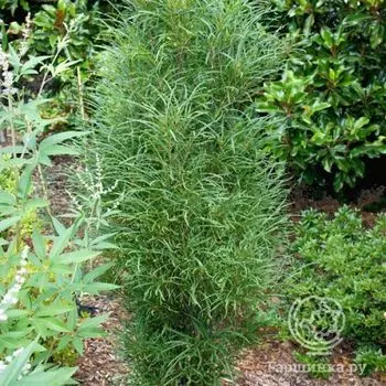 Крушина ломкая Файн Лайн