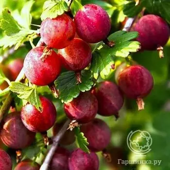 Крыжовник Балет