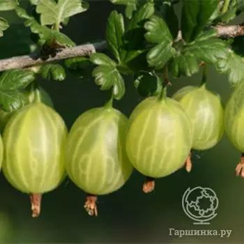 Крыжовник Родник