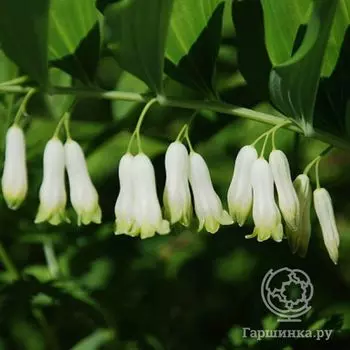 Купена многоцветковая Вариегатум