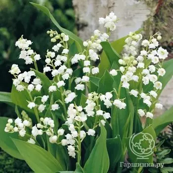 Ландыш майский