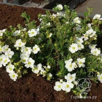 Лапчатка Белла Бланка