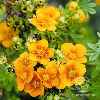 Лапчатка Манго Танго.